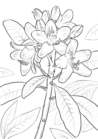 Great Laurel Coloring Page